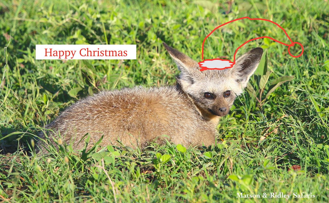 Christmas bat eared fox