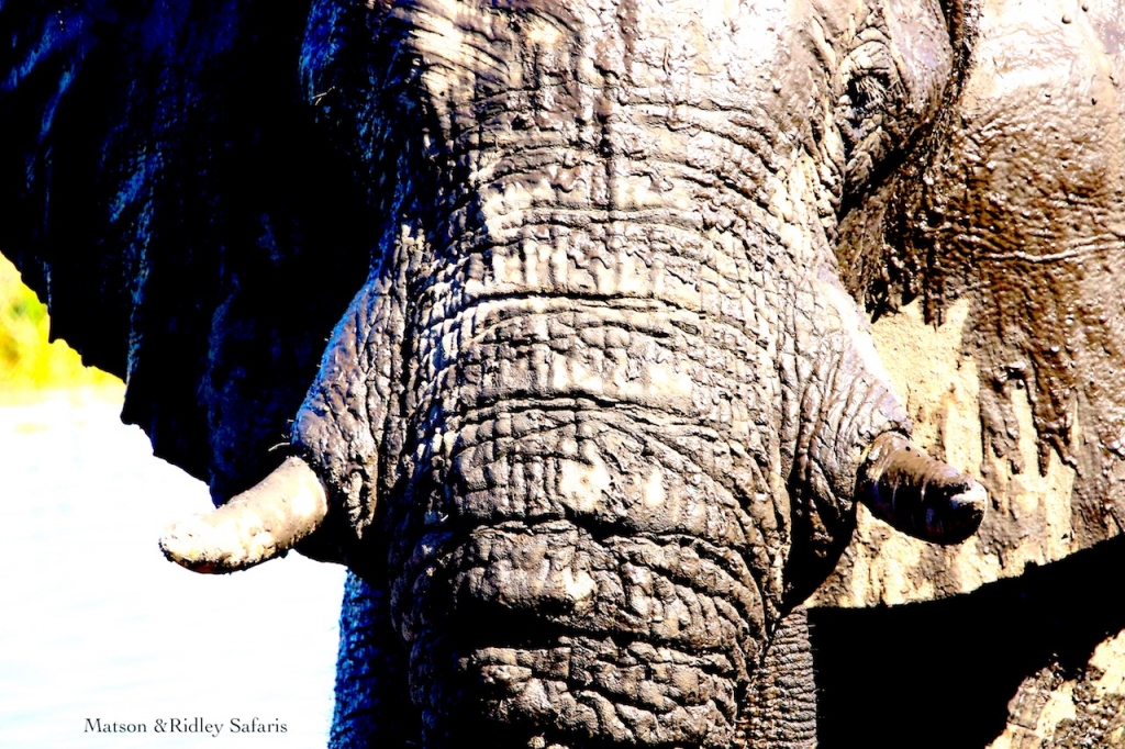 elephant bull close up for blog