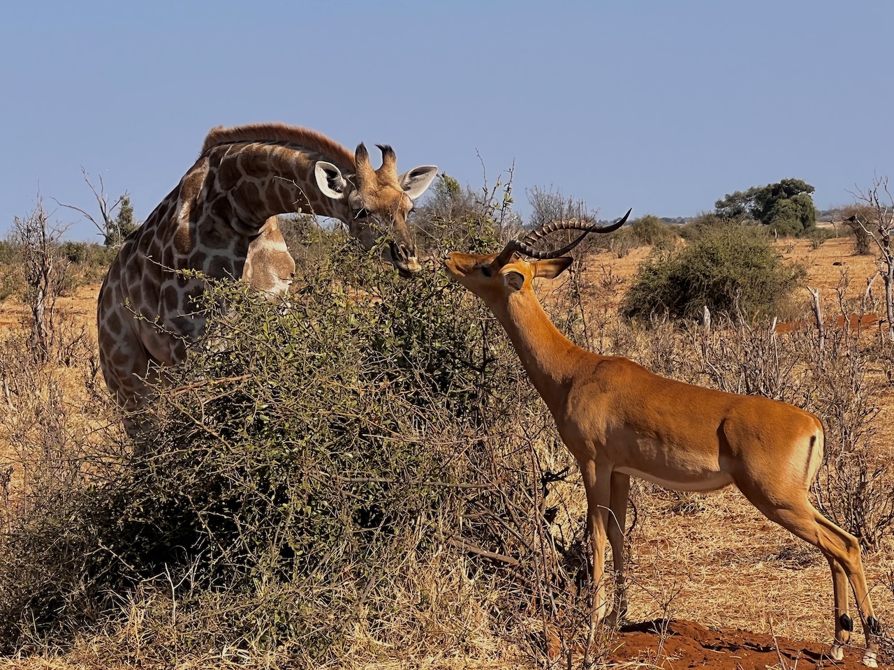 giraffe impala kiss Andrea Kozil
