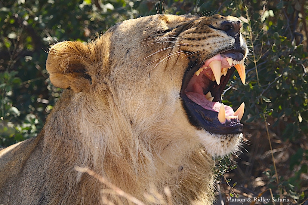 lion yawn for blog