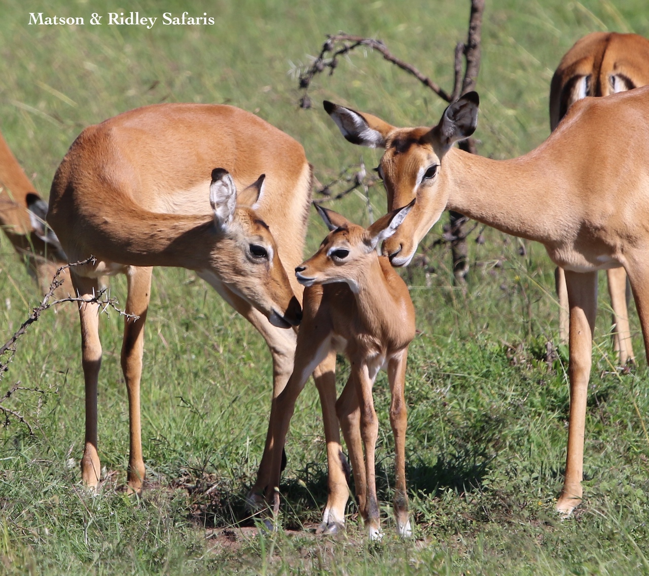 newborn impala with mother reduced
