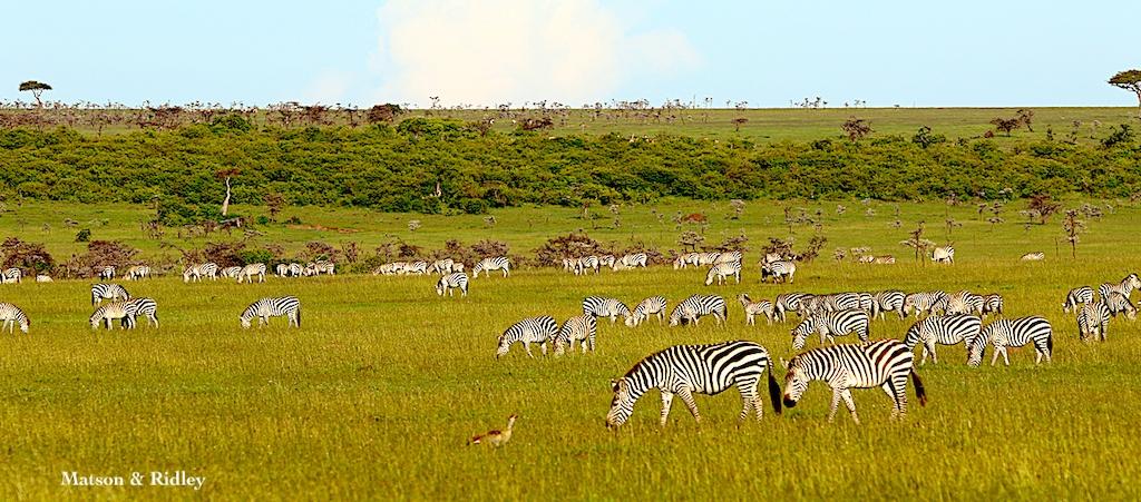 zebras on plains reduced for web