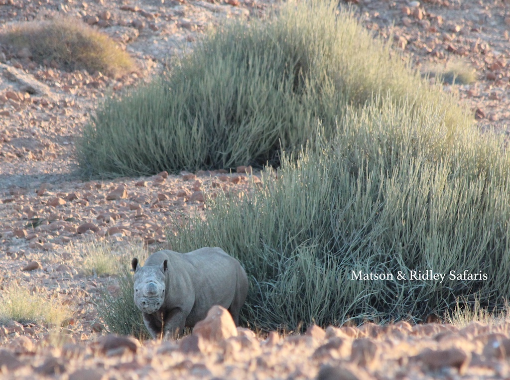 desert rhino reduced
