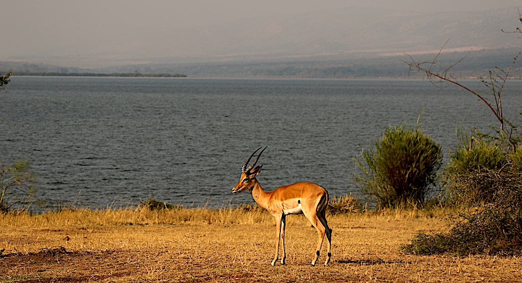 impala Akagera reduced