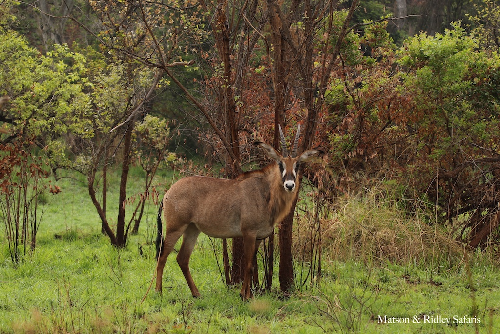 Rwanda's Special Secret: Akagera - Matson & Ridley Safaris