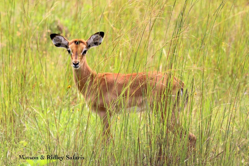 baby impala long grass reduced