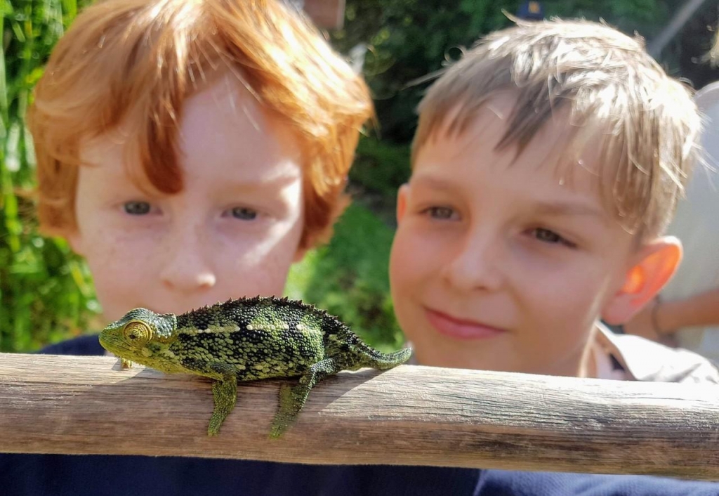 boys with chameleon by Matt Cornish reduced