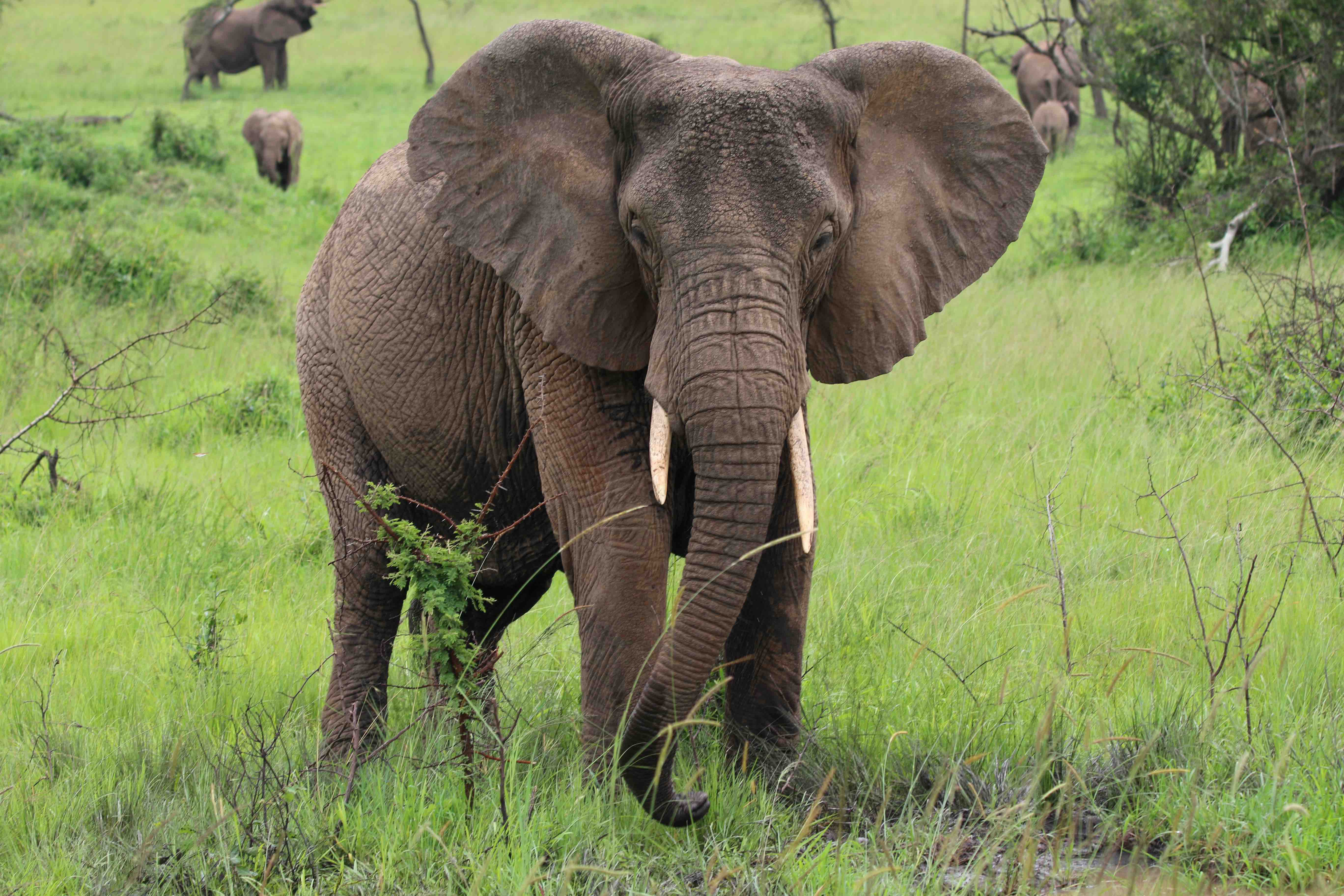 elephant female reduced