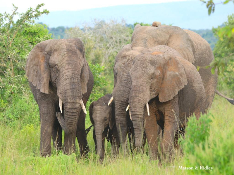 Akagera Elephant Herd