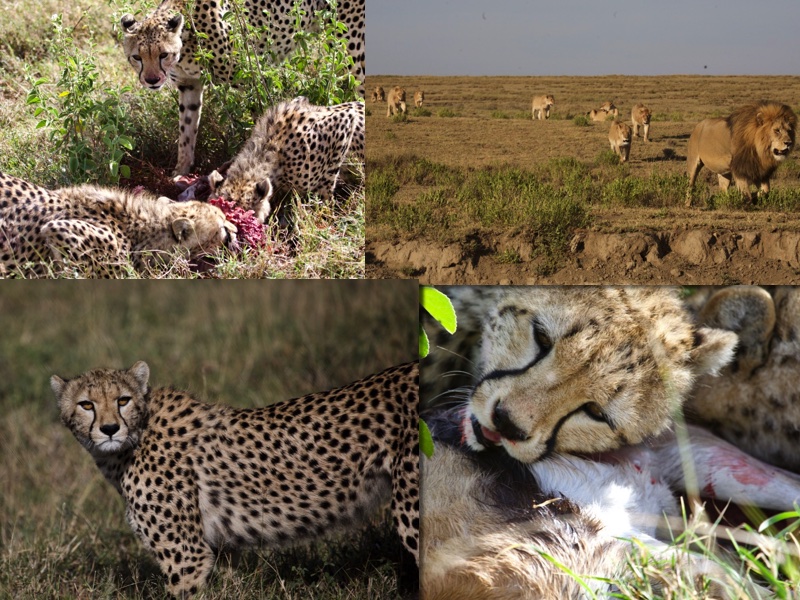 Anouk big cats Serengeti