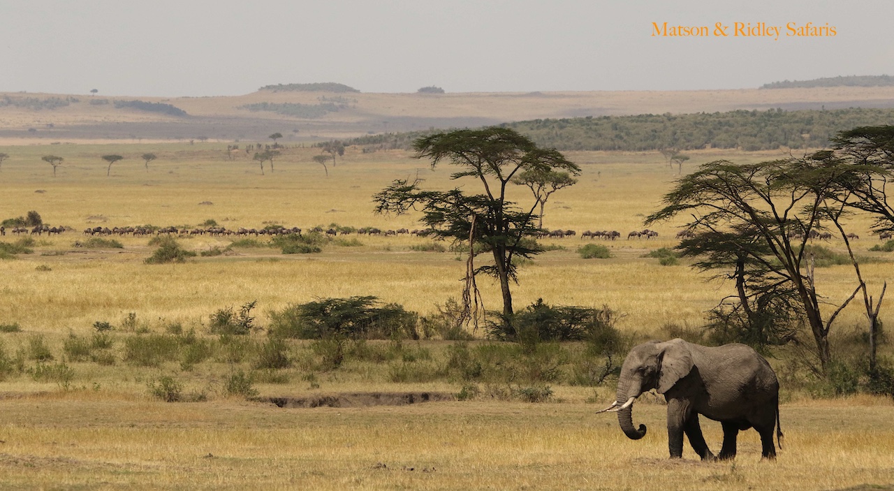 ele and wildebeest Serengeti reduced