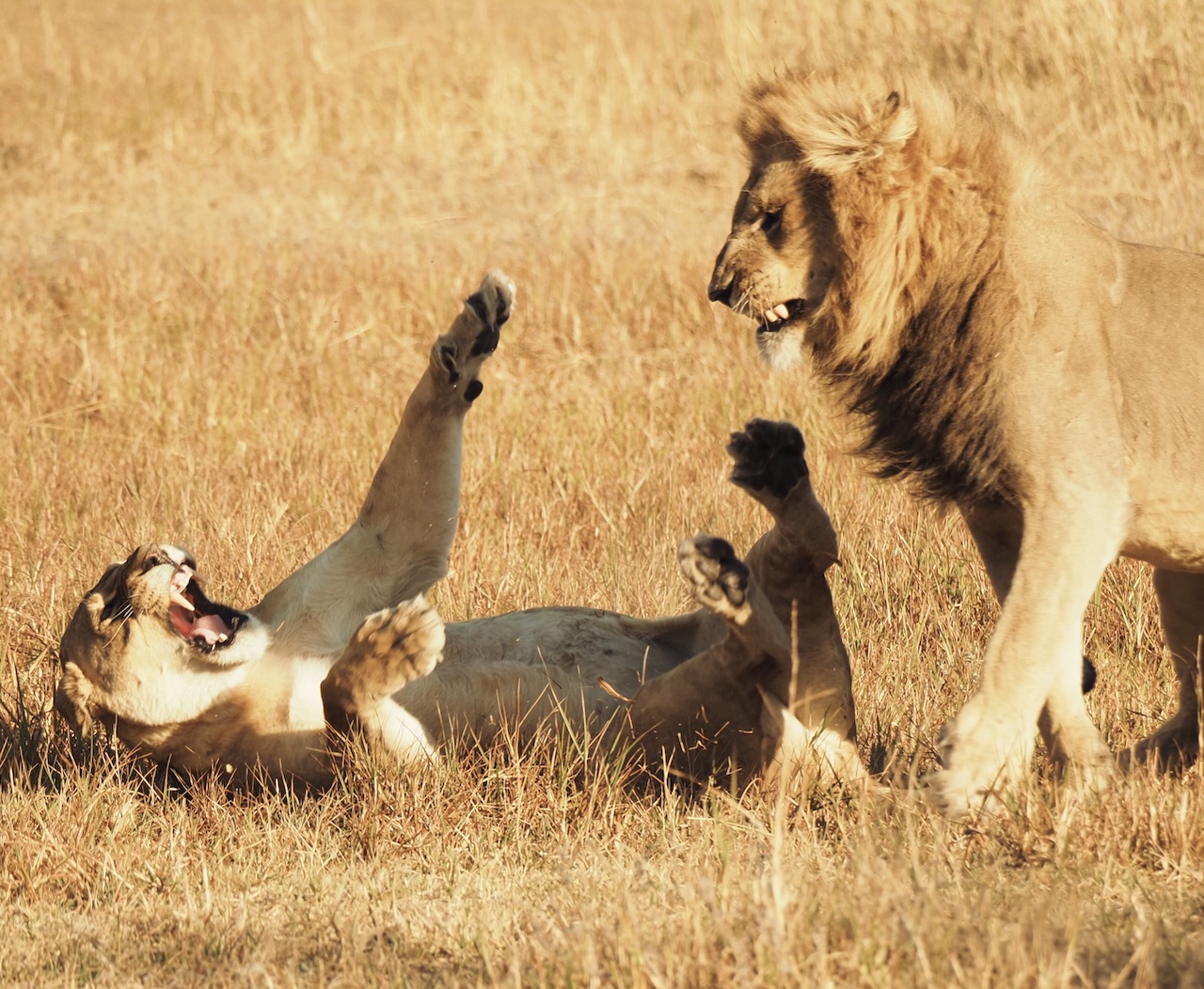 lions fighting mating