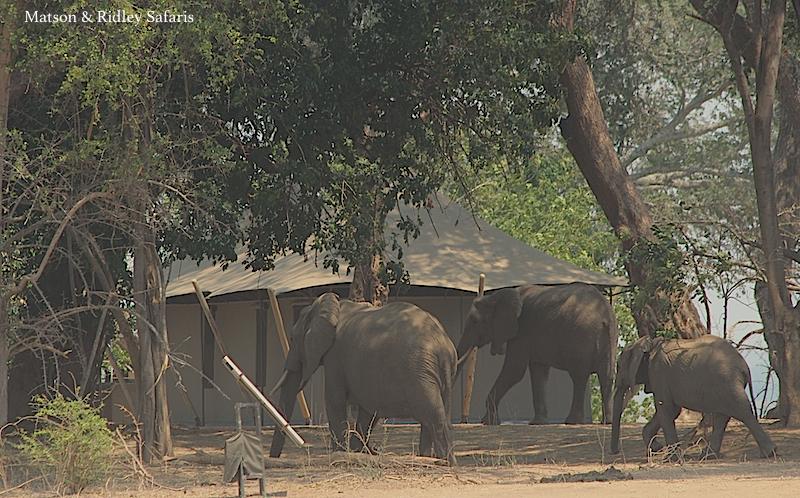 Elephants by tent