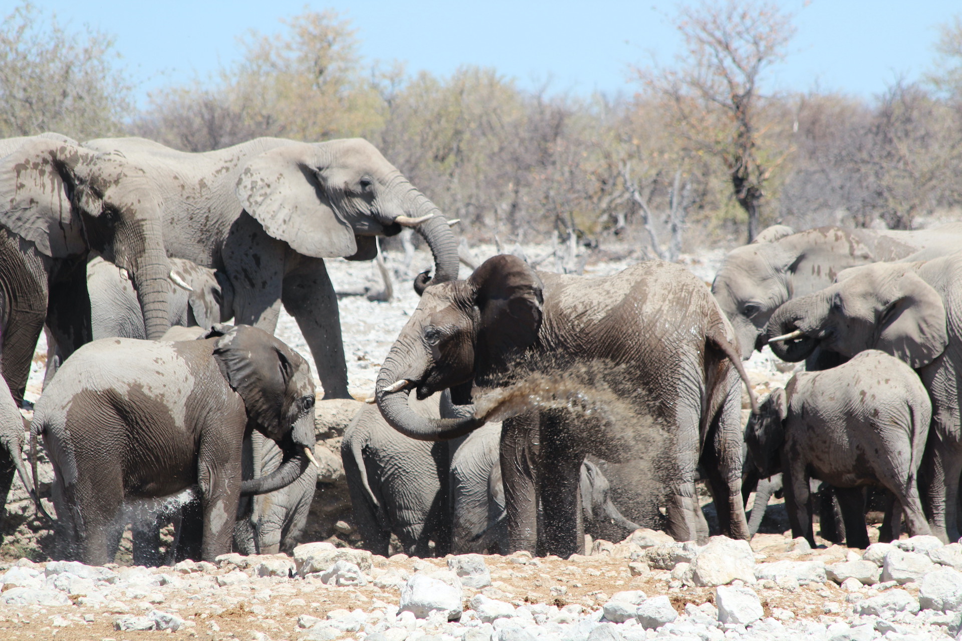 elephants at waterhole Etosha