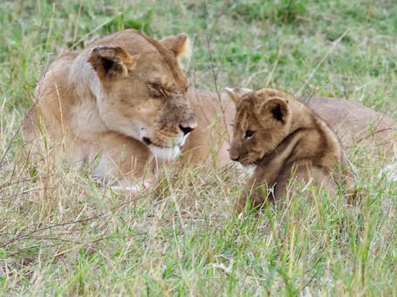 Annabelle Symes lion cub reduced for blog