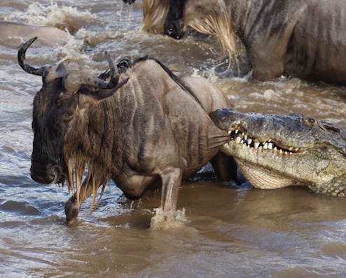 Annabelle Symes wildebeest and croc cropped