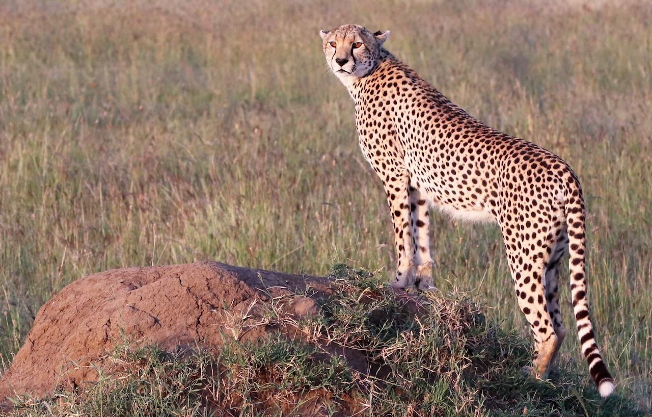 cheetah on termite mound reduced