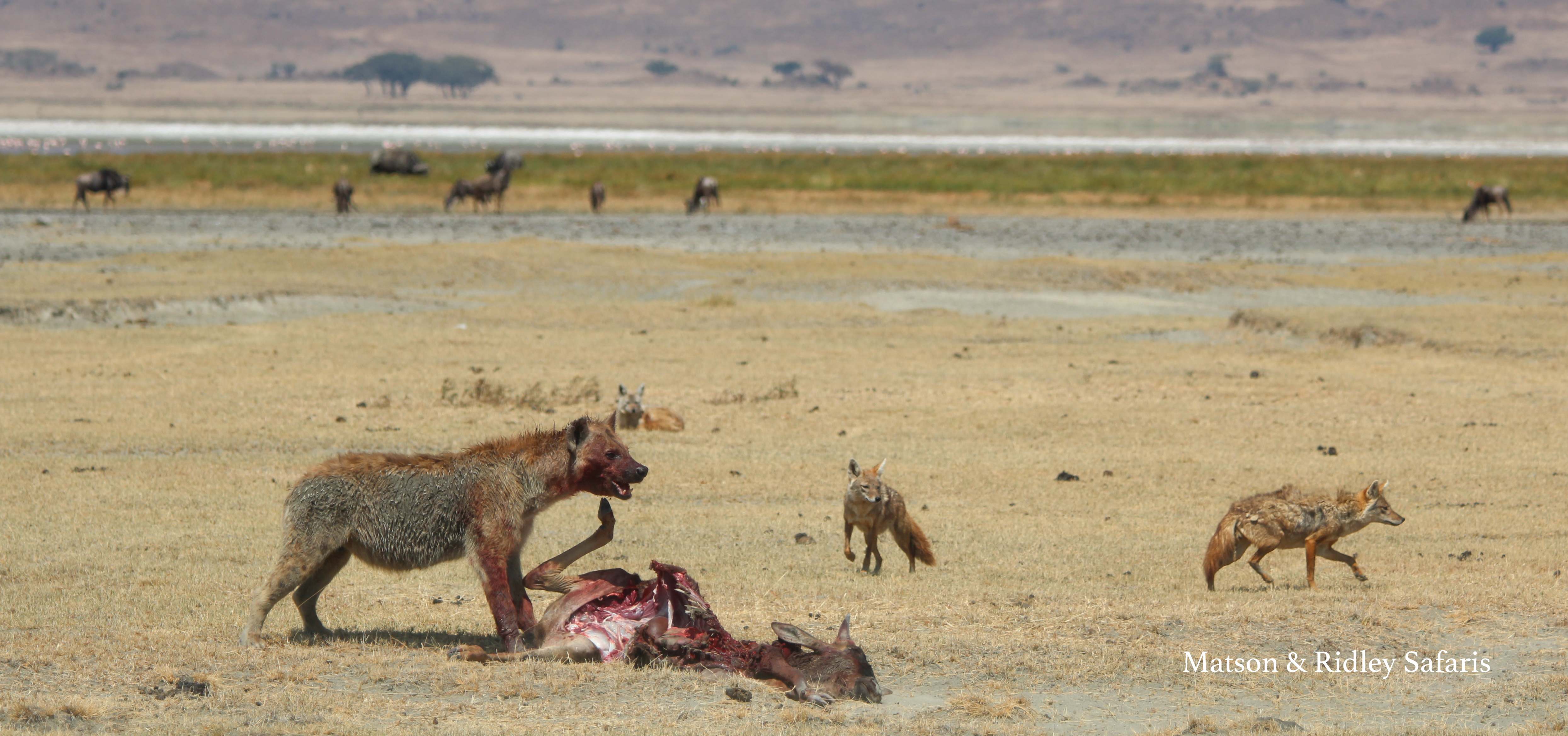 hyeana kill and jackals