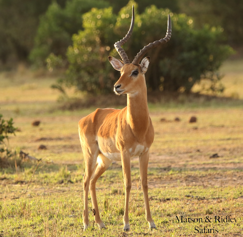 impala ram Serengeti reduced for blog