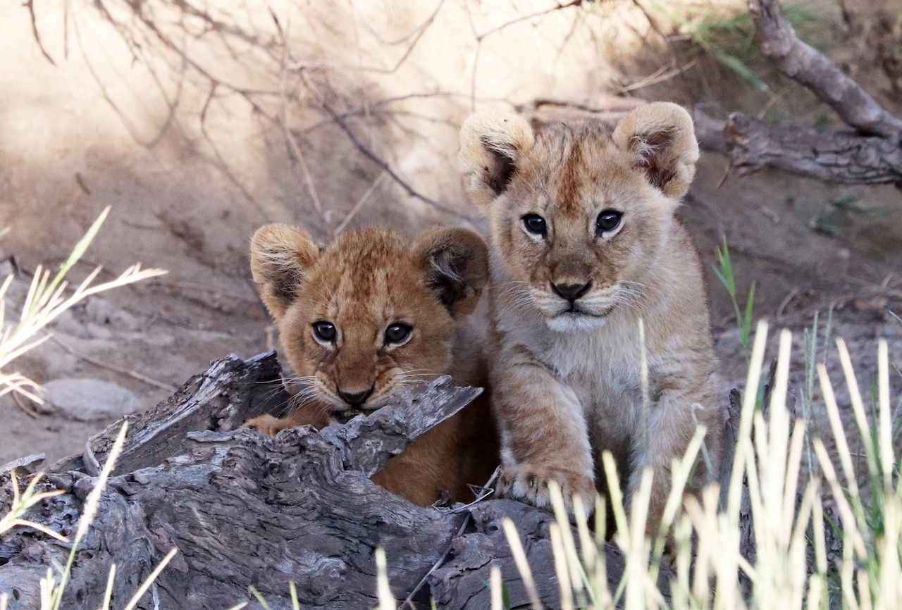 lion cubs reduced