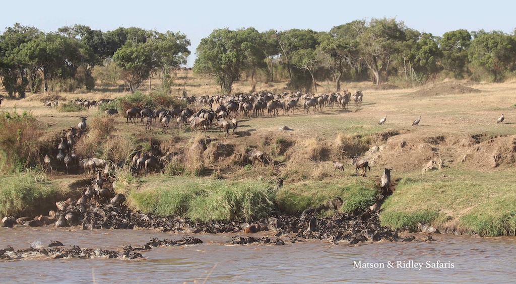 river crossing wildebeest reduced