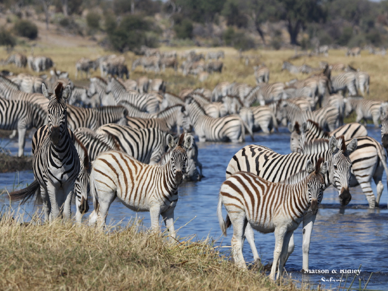 Zebras en mass