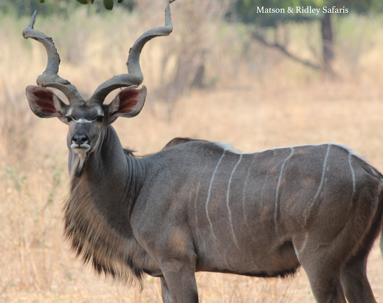 resized kudu