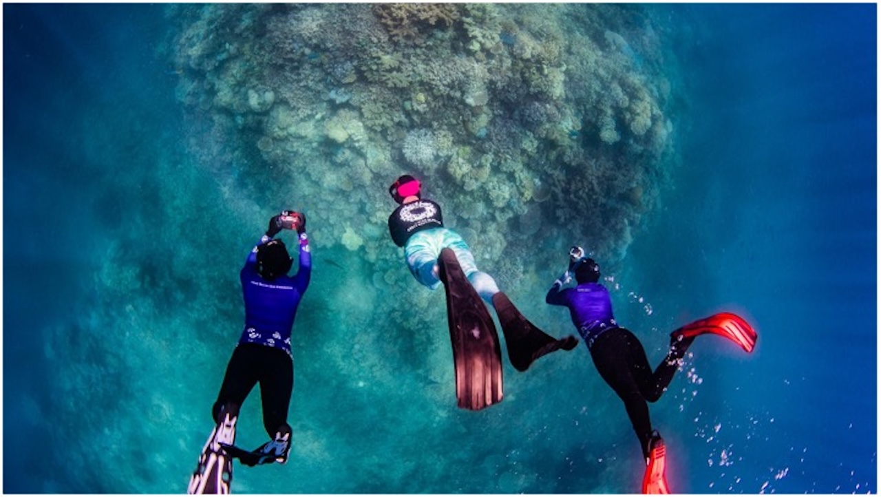 swimmers and coral