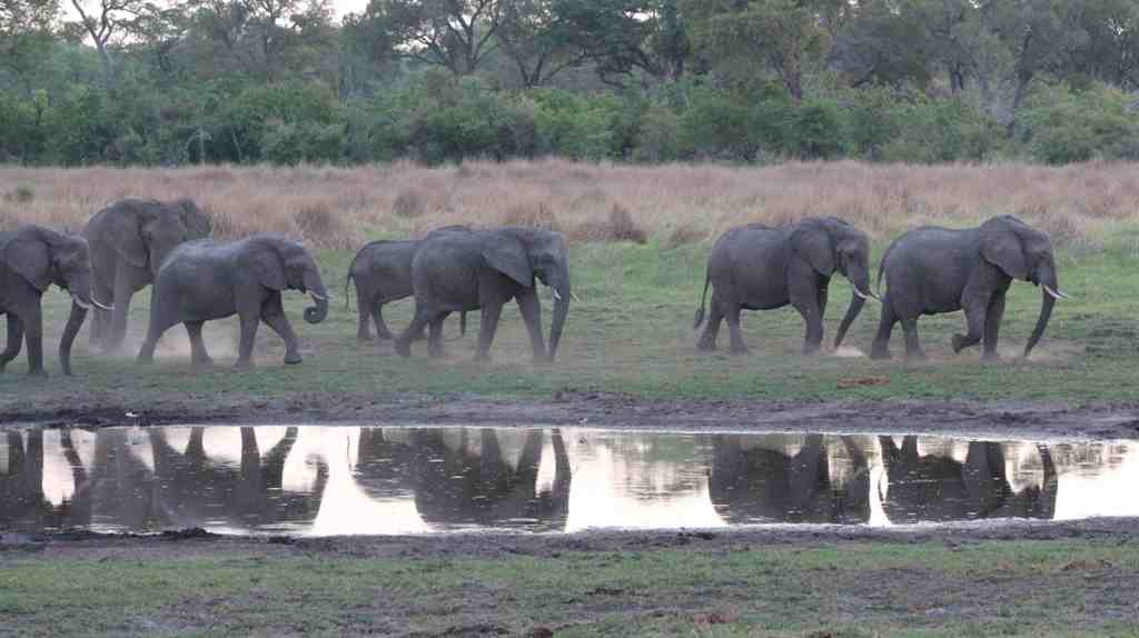 Banoka elephants waterhole lowres 1