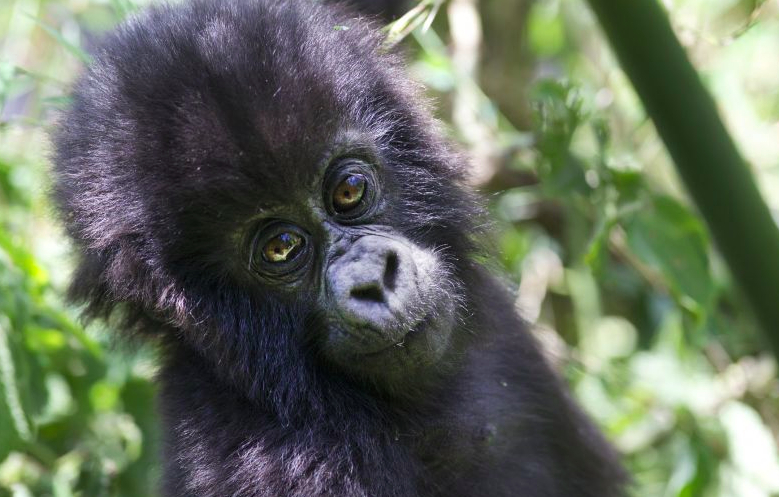 Baby Mountain Gorilla (photo courtesy of Governors Camps)