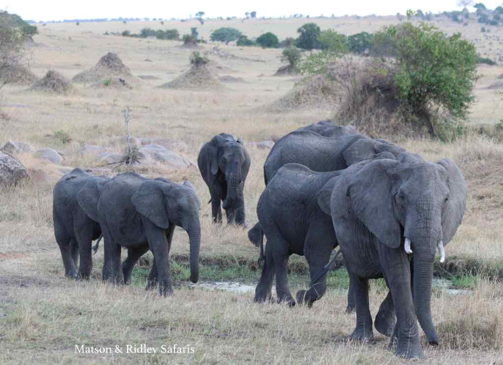 The elephant population of Tanzania has been hard hit by poaching, losing 60% in the last 5 years, but the population in Serengeti is doing better than parks in the south.