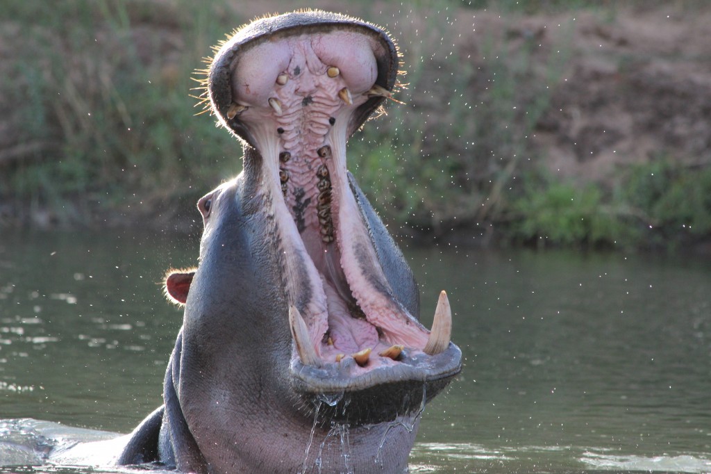 Hippo at Turgwe Hippo Trust