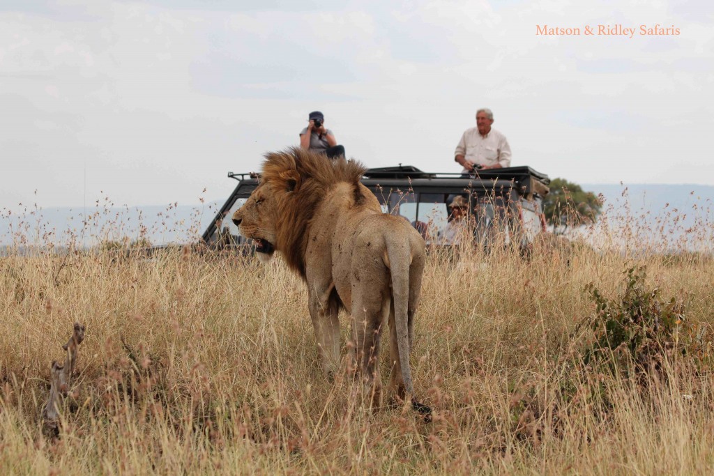 Our group watches a
 exhausted male lion (in between a week of mating every twenty minutes)